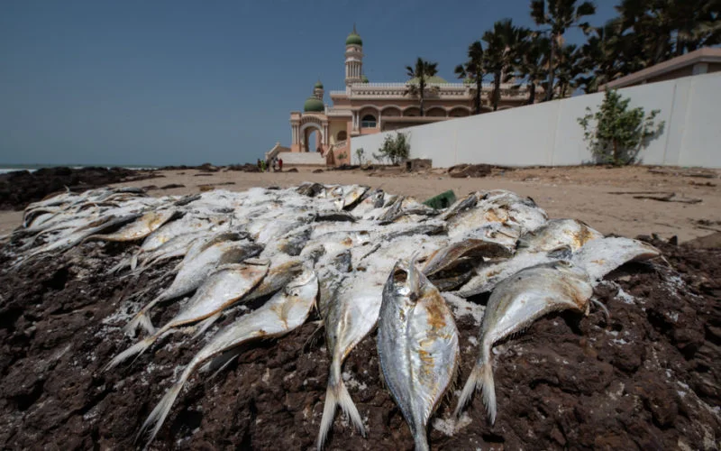 Drying fish on the beach of Gunjur, the Gambia