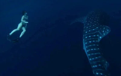 A Whale Shark Adventure