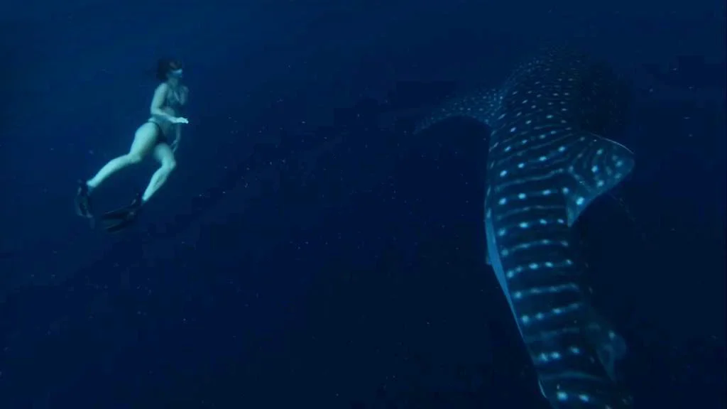 A Whale Shark Adventure